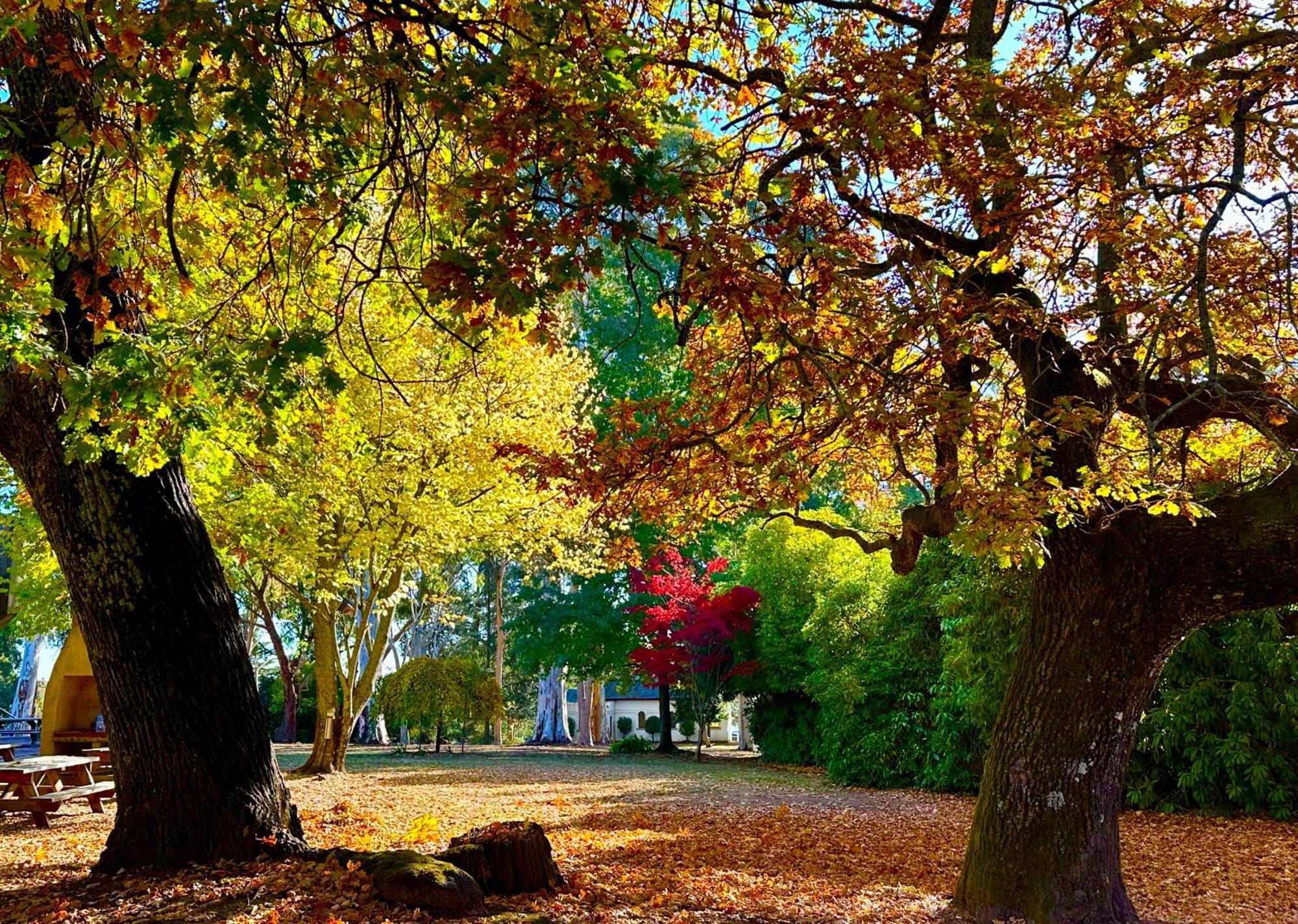 The Grand Oaks Resort Beechworth Kültér fotó